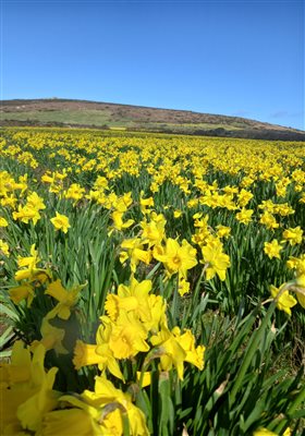 DAFFODILS AT FOOT OF CHAPEL CARN BREA